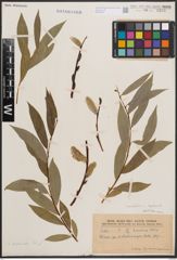 Foto von Salix daphnoides Vill.